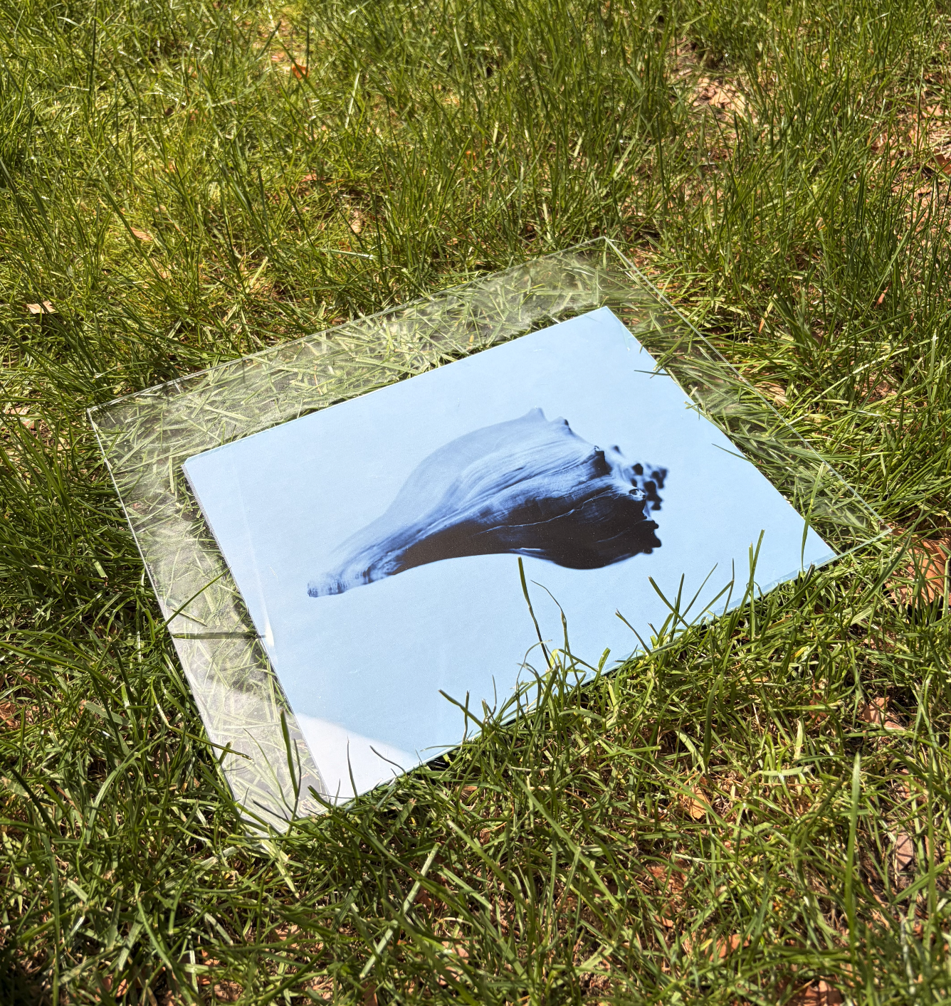 Seashell cyanotype negative