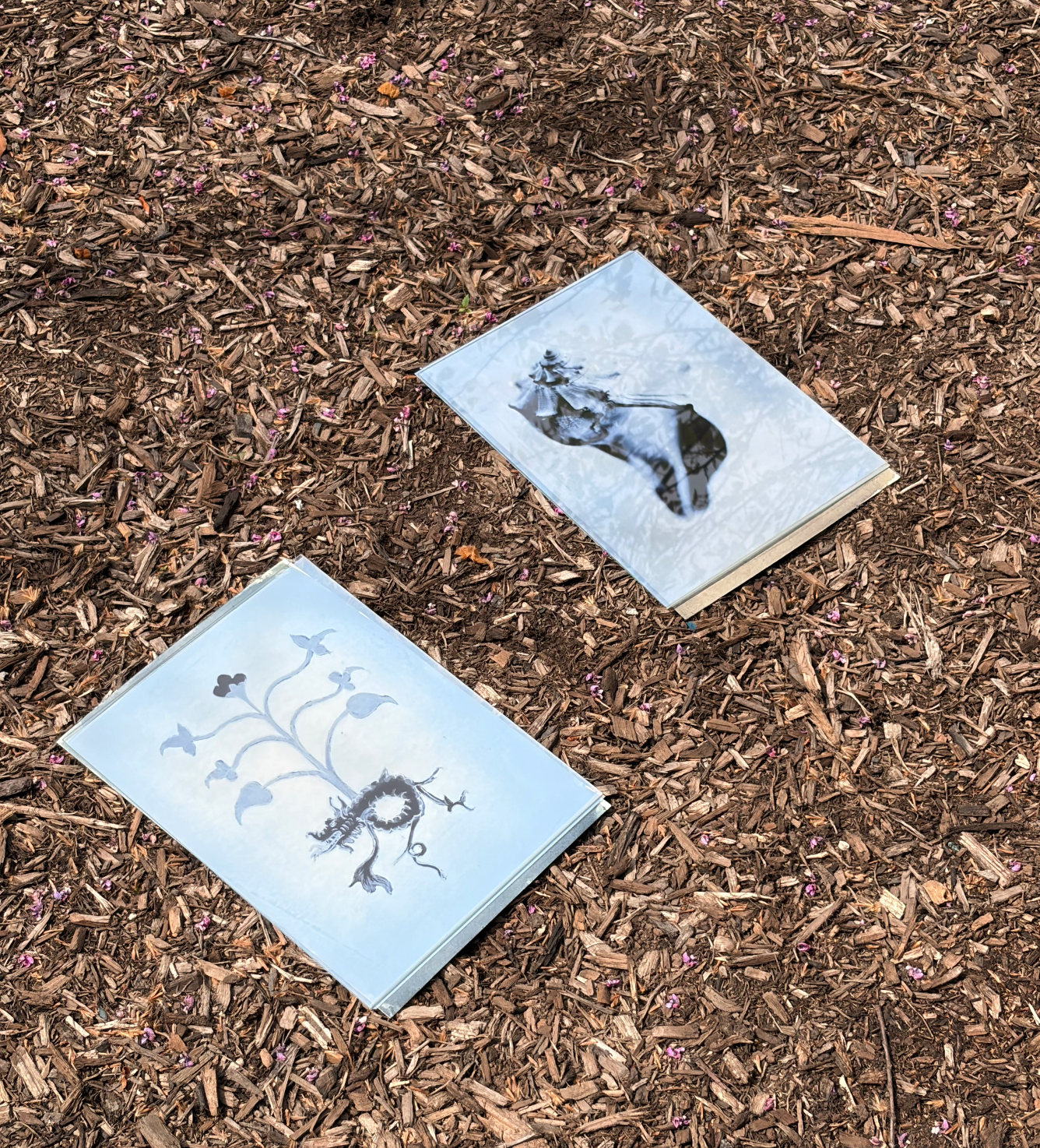 Two cyanotype prints exposing on the ground in the sun.